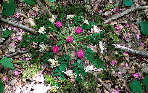 Pflanze mit Blüten auf dem Waldboden