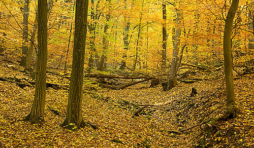 Herbstlicher Wald mit bunten Blättern
