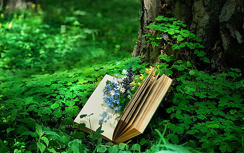 Aufgeklapptes Buch mit Blüten drin liegt vor einem Baum