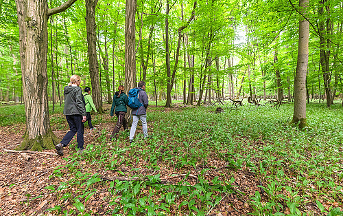 Wandergruppe spaziert durch einen grünen Wald