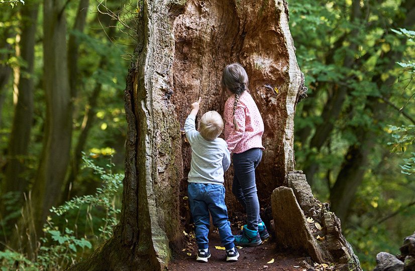 Zwei Kinder bestaunen das Innere eines toten Baumes