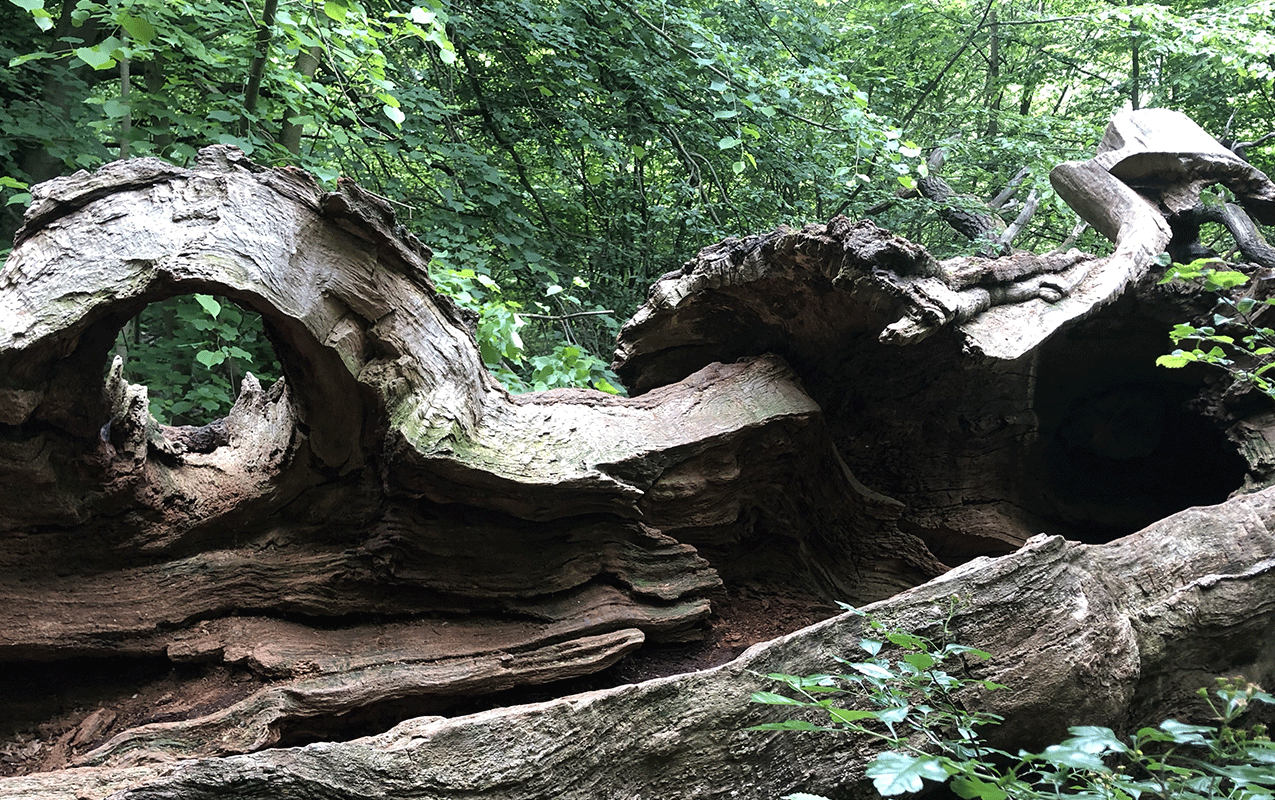 Ein umgefallener Baum im Wald