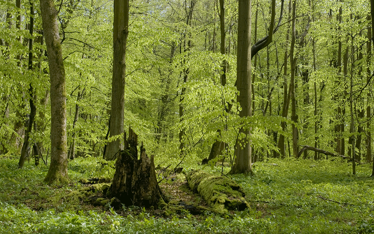 Grüner Wald im Frühling