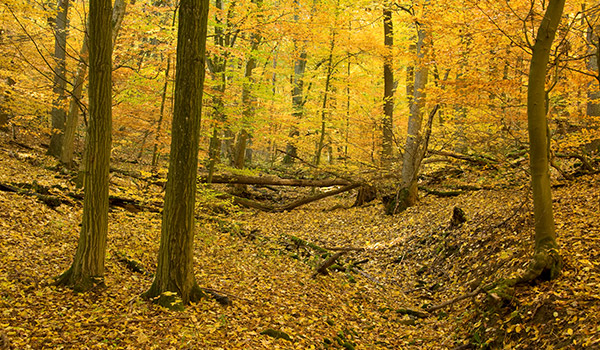 Herbstlicher Wald mit bunten Blättern