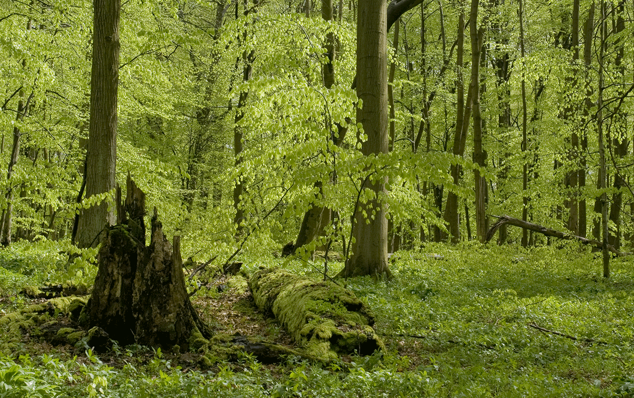 Urwald mit Totholz im Nationalpark Hainich