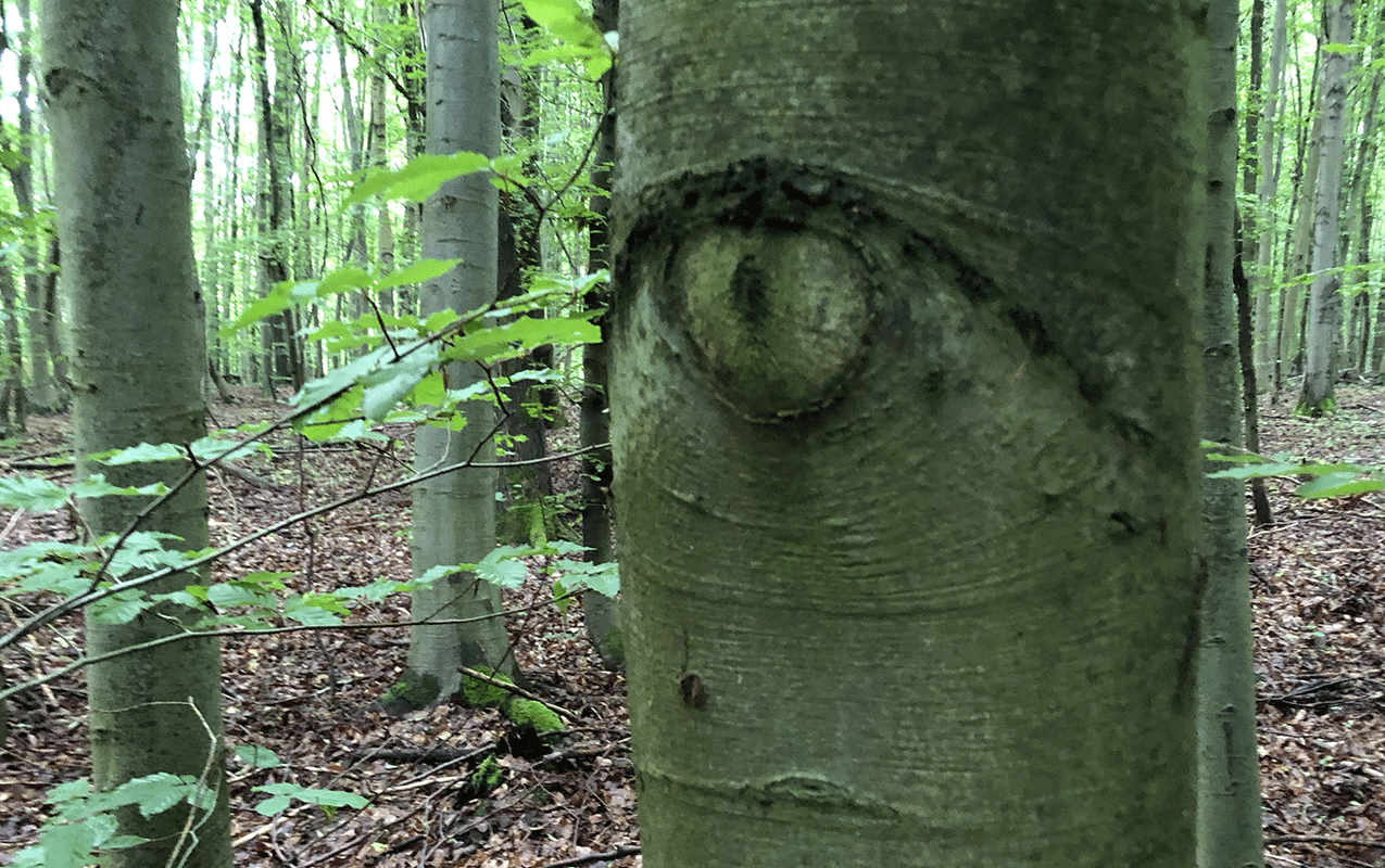 Mehrere Bäume im Wald
