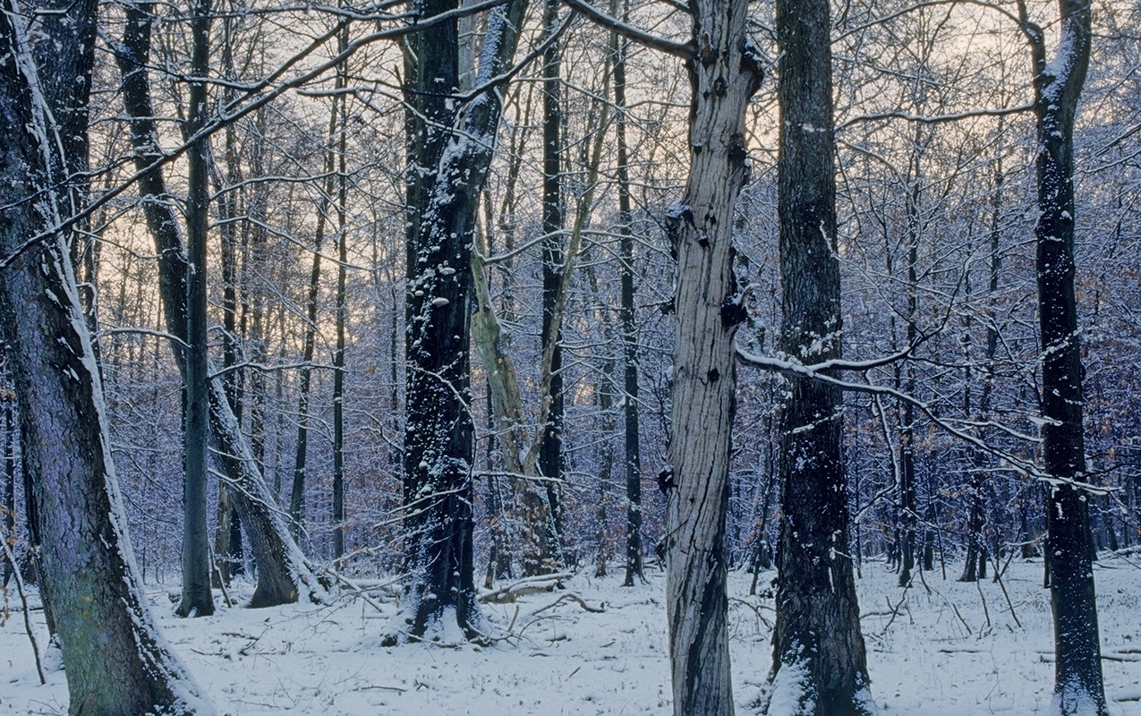 Wald in Schnee gehüllt