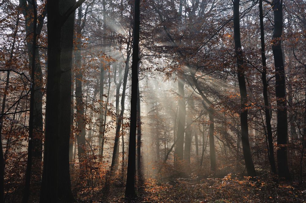 Herbstwald mit Lichtstrahlen