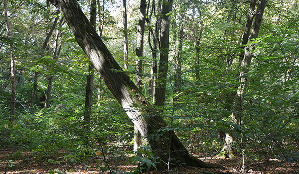 Schräger Baum im Wald