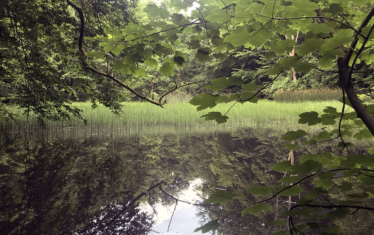 Zugewachsener Teich im Nationalpark