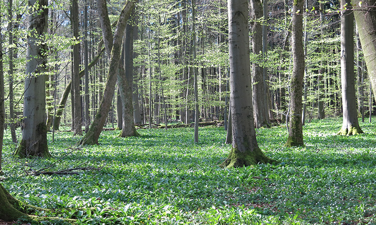 Grüner Waldboden im Frühling
