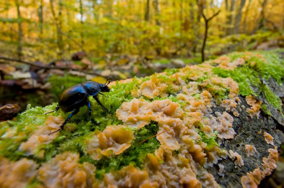 Käfer läuft über einen umgefallenen Baumstamm