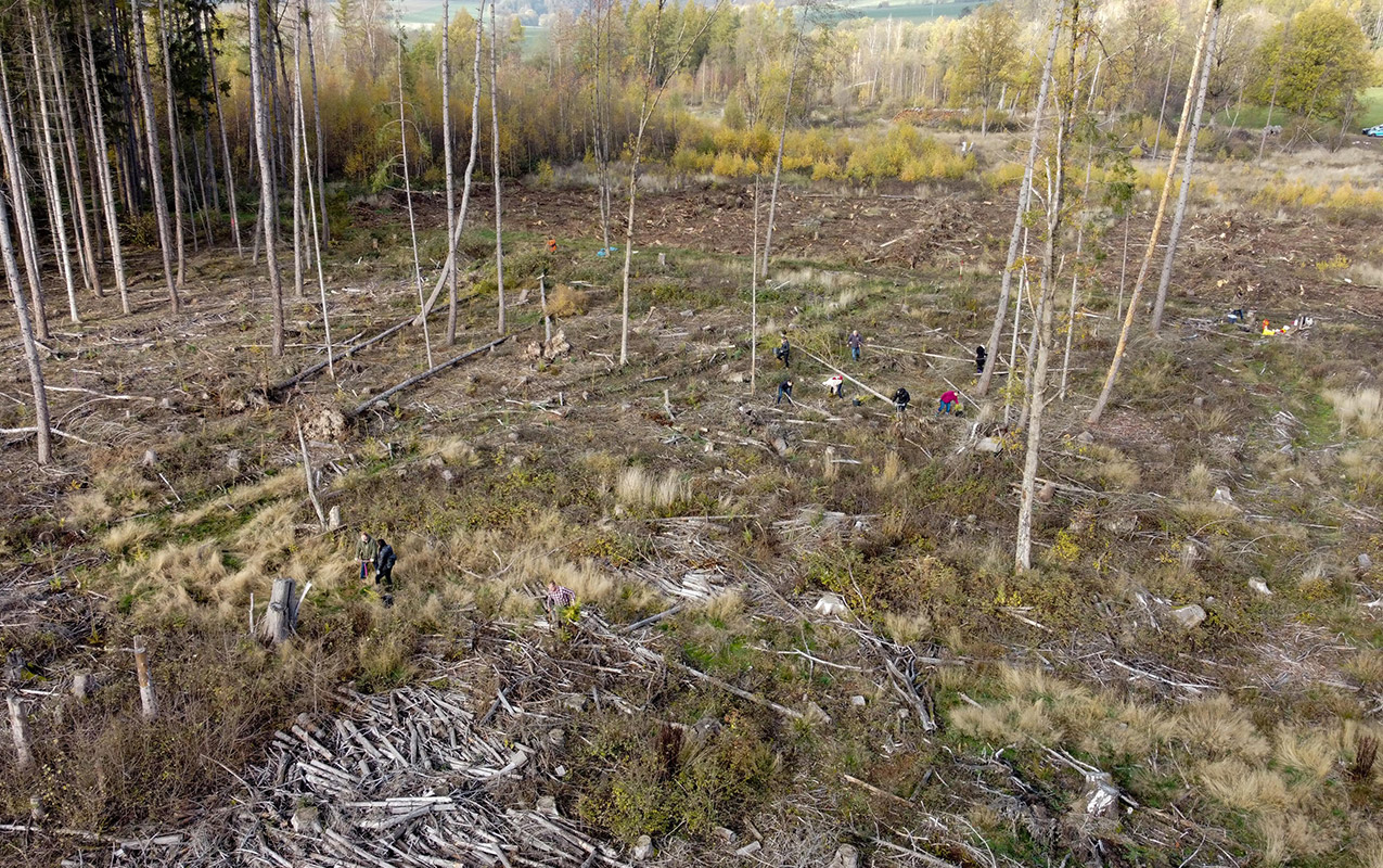 Ehemaliger Wald voller toter Hölzer wird von mehreren Personen aufgeräumt
